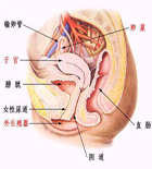 盆腔检查