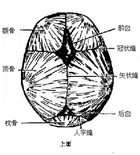 囟门