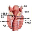 新生儿喉喘鸣