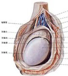 睾丸炎