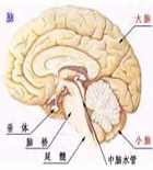 脑震荡