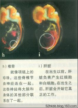 胎儿发育过程图片