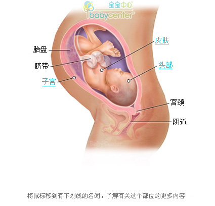 怀孕36周胎儿发育大小科学图