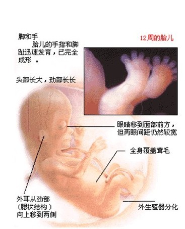 怀孕三个月胎儿图