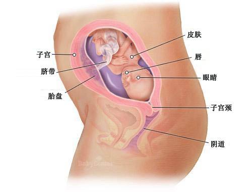 【怀孕22周】怀孕22周胎儿图 怀孕22周胎动及注意事项