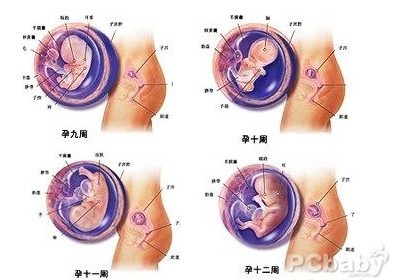 怀孕三个月胎儿图