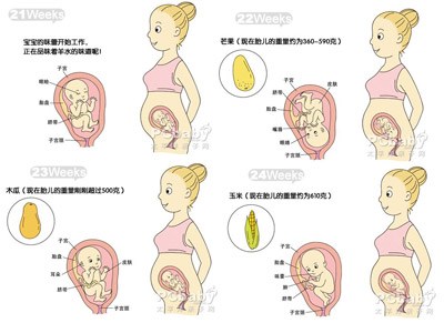 怀孕六个月胎儿图