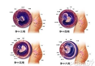 怀孕4个月胎儿图(b超图）