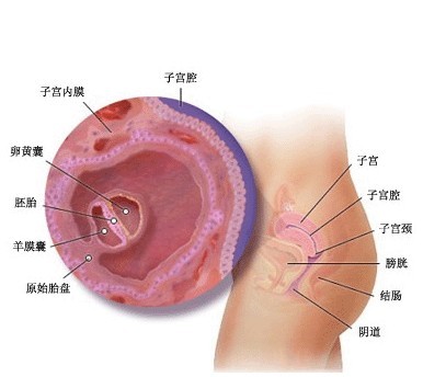 怀孕两个月胎儿多大（怀孕两个月胎儿图）