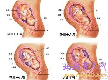 怀孕十个月胎儿图 孕10个月吃什么好 要注意什么