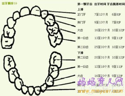 聊聊关于宝宝出牙的那些事儿