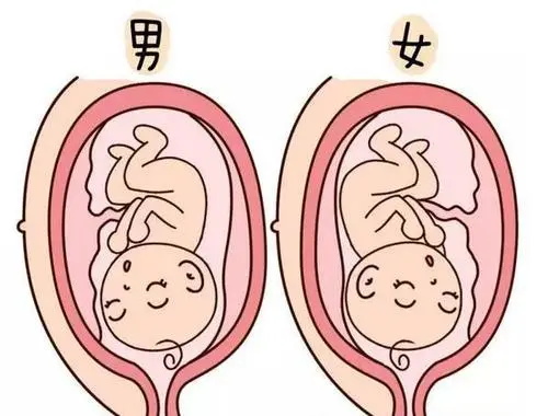 怎样备孕生女孩几率高 5种方法助你生女孩