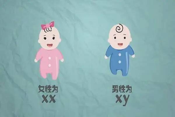 生男生女是由什么决定的