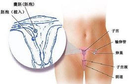 【怀孕一个月】【怀孕1周】怀孕一周的征兆症状及怀孕一周的注意事项