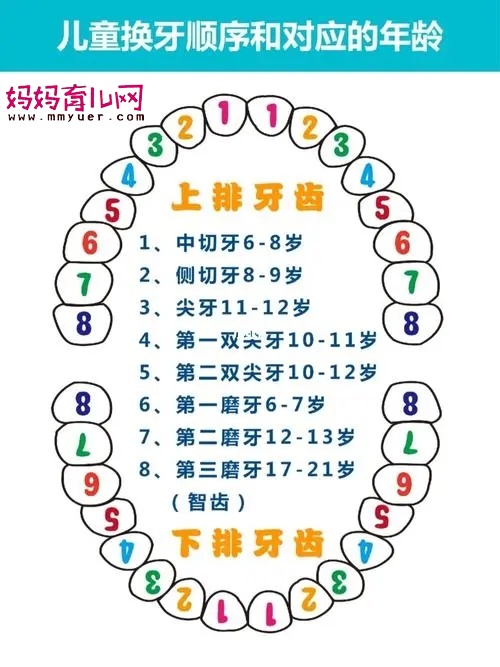 儿童换牙顺序图20颗，“左右对称先下后上”是原则