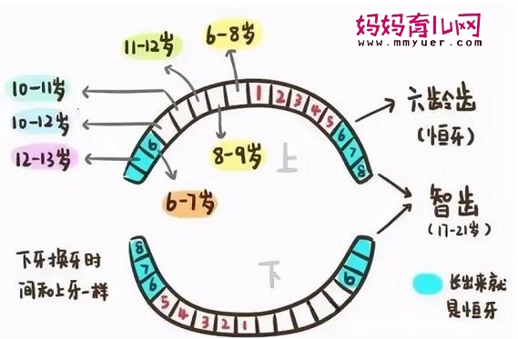 儿童换牙顺序图20颗，“左右对称先下后上”是原则