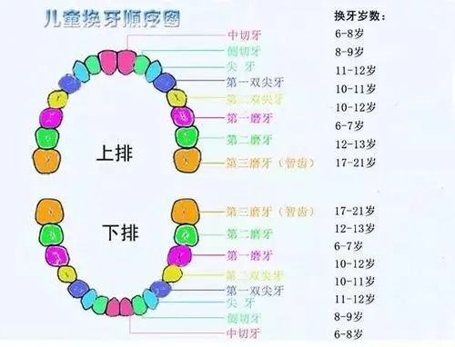 儿童换牙顺序图20颗，“左右对称先下后上”是原则